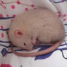 Tamrotte Chupacabra RIP