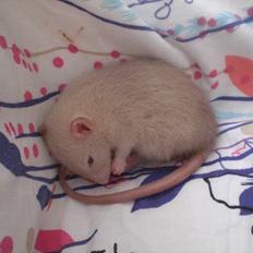 Tamrotte Chupacabra RIP