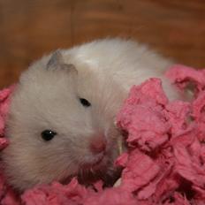 Hamster Prenet's Fnuller tøzen † DØD 19.08.2013 †