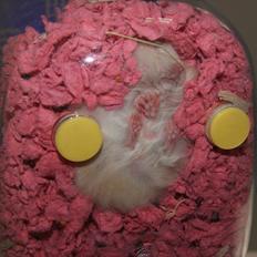 Hamster Prenet's Fnuller tøzen † DØD 19.08.2013 †