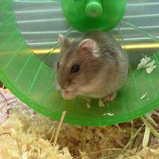 Dværghamster Molly