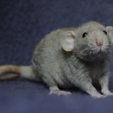 Tamrotte KungFu Indigo