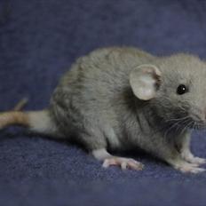 Tamrotte KungFu Indigo