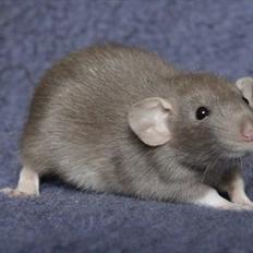 Tamrotte KungFu LeeLoo