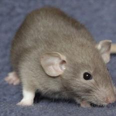 Tamrotte KungFu LeeLoo