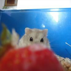 Hamster Wontõ's Vienna