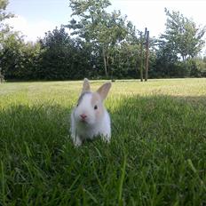 Kanin Minoka (Solgt) <3