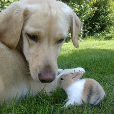 Kanin Minoka (Solgt) <3