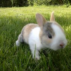 Kanin Minoka (Solgt) <3