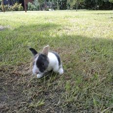 Kanin Sakino <3 (Himmel kanin <3)