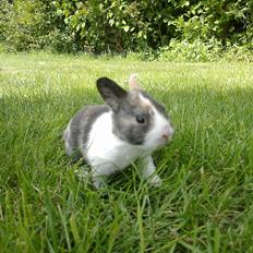 Kanin Sakino <3 (Himmel kanin <3)