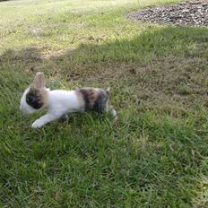 Kanin Kasaki <3 (Himmel kanin <3)