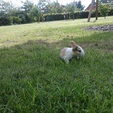 Kanin Kasaki <3 (Himmel kanin <3)