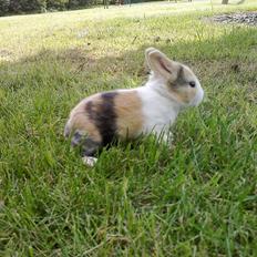 Kanin Kasaki <3 (Himmel kanin <3)