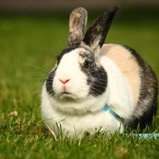 Kanin Sønderhops Bastian [04.05.10] - [08.07.16]