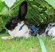 Kanin Stald Harbo's Kiwi