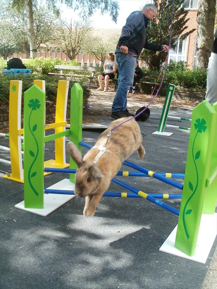 Kanin Perle - Velkommen til Perle's Profil :D billede 1