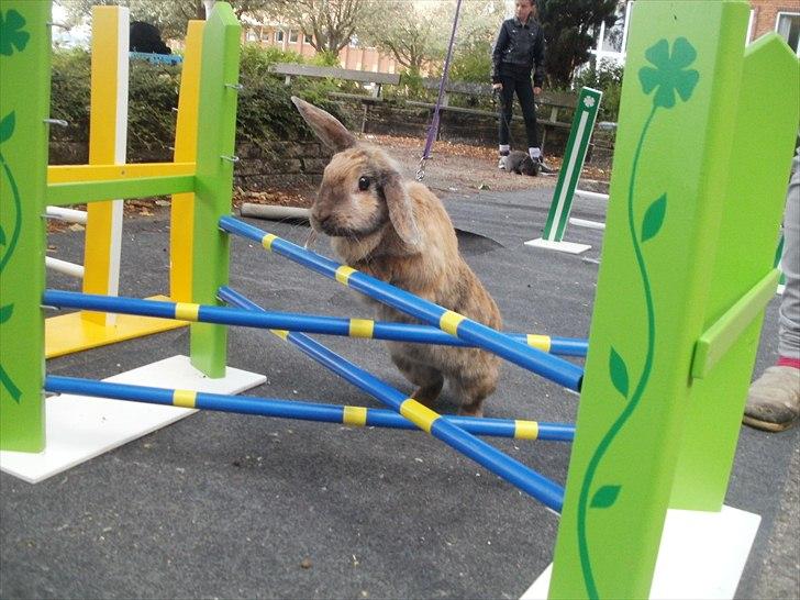 Kanin Perle billede 19