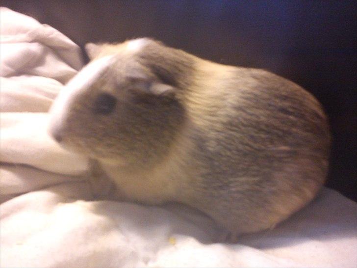 Marsvin Aphrodite R.I.P billede 3