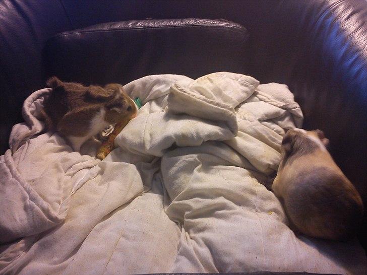 Marsvin Aphrodite R.I.P billede 4