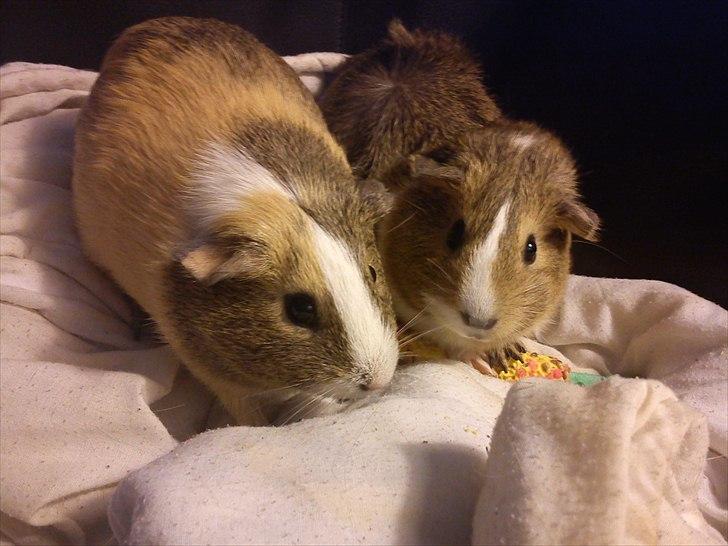 Marsvin Aphrodite R.I.P billede 5