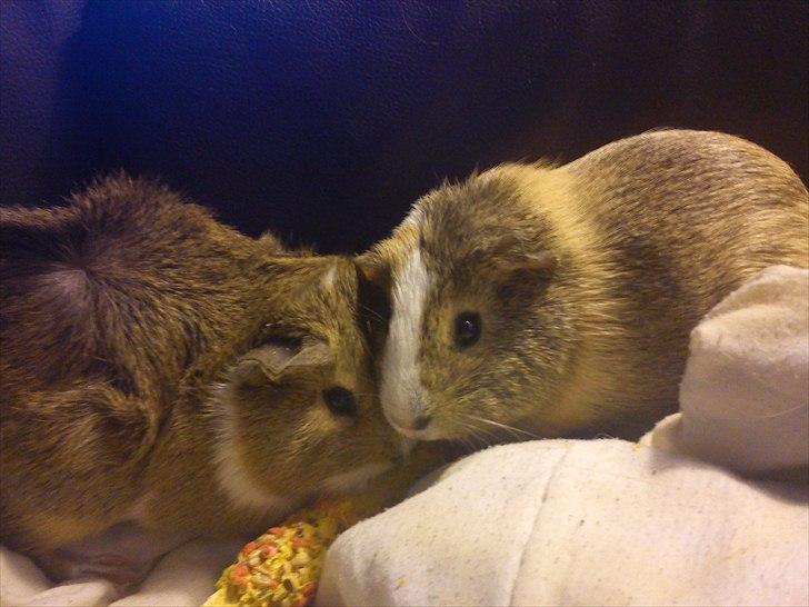 Marsvin Aphrodite R.I.P billede 2