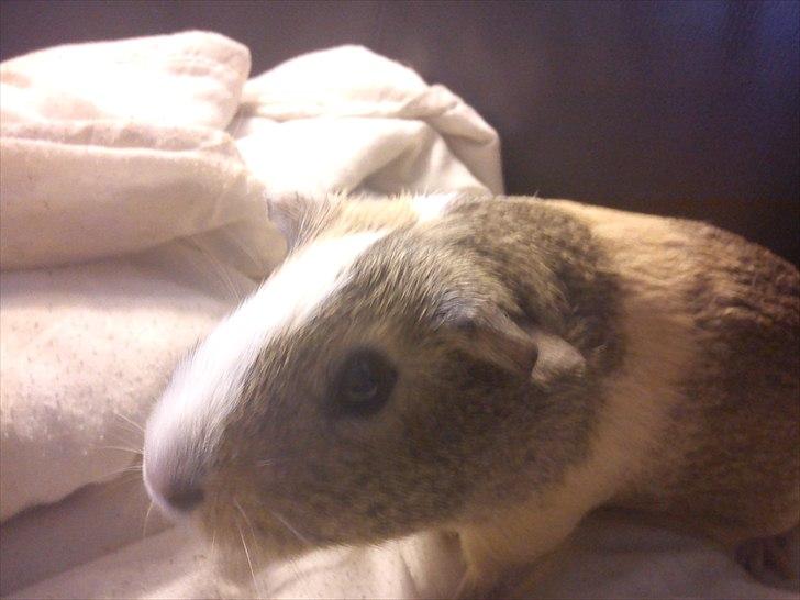 Marsvin Aphrodite R.I.P billede 6