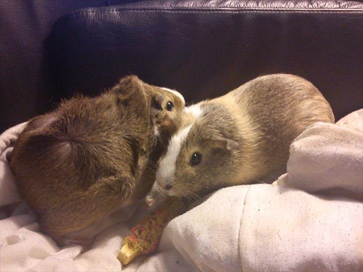 Marsvin Aphrodite R.I.P billede 7