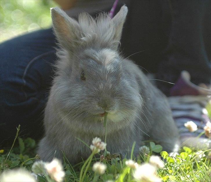 Kanin kahlua EFTERLYSES BORTLØBET!! billede 8