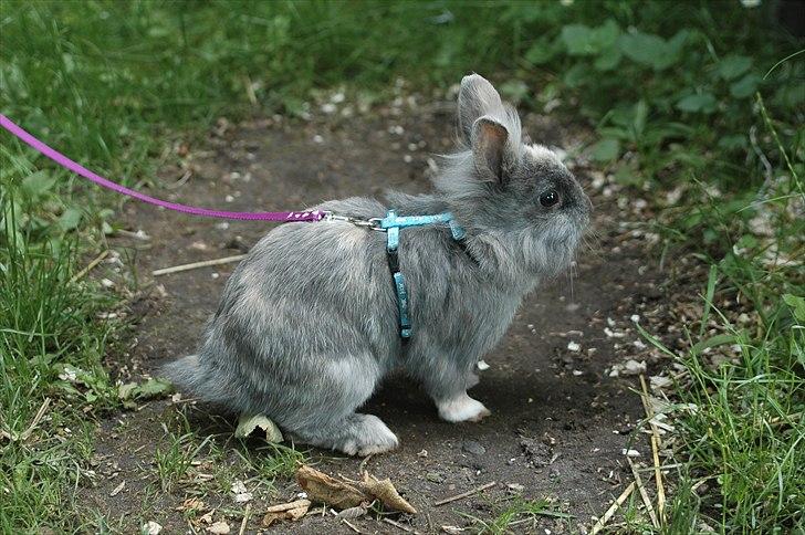 Kanin kahlua EFTERLYSES BORTLØBET!! billede 3