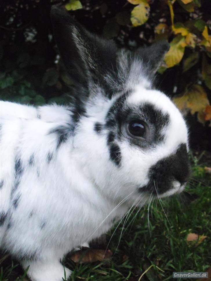 Kanin Holger .RIP.  <3 billede 15