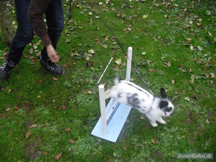 Kanin Holger .RIP.  <3 billede 16