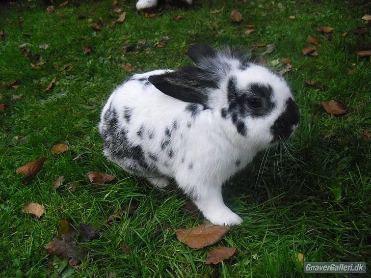 Kanin Holger .RIP.  <3 billede 17