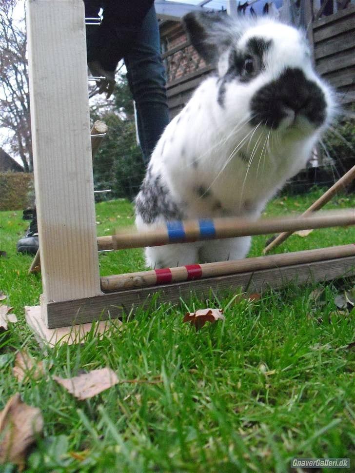 Kanin Holger .RIP.  <3 billede 18