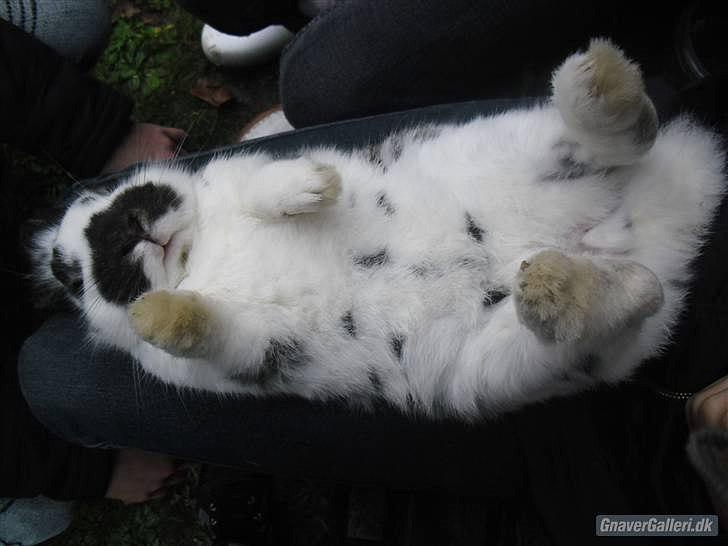 Kanin Holger .RIP.  <3 billede 19