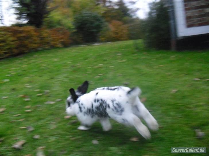 Kanin Holger .RIP.  <3 billede 20