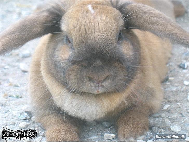 Kanin Dundines Mini Troja billede 11