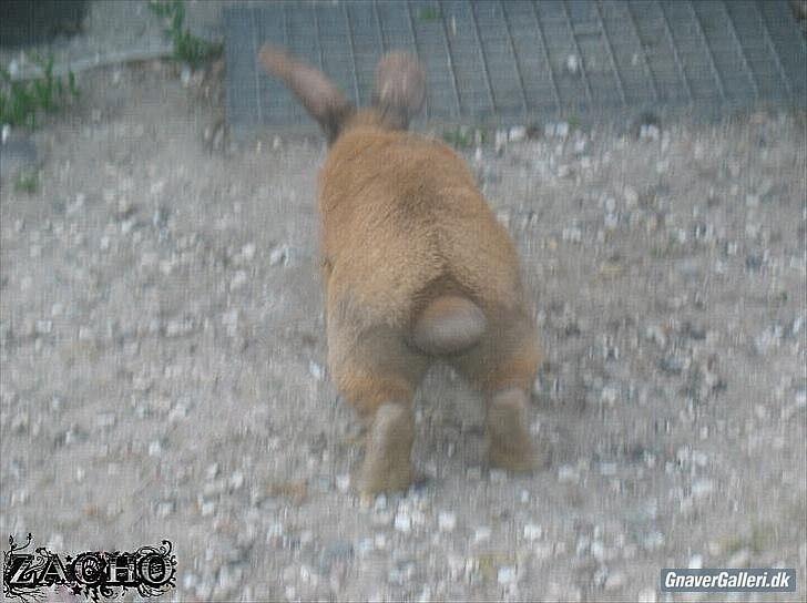 Kanin Dundines Mini Troja billede 12