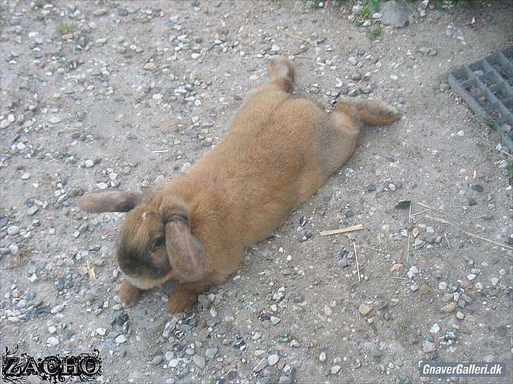 Kanin Dundines Mini Troja billede 13