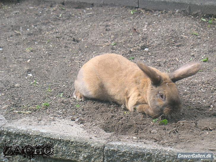 Kanin Dundines Mini Troja billede 14