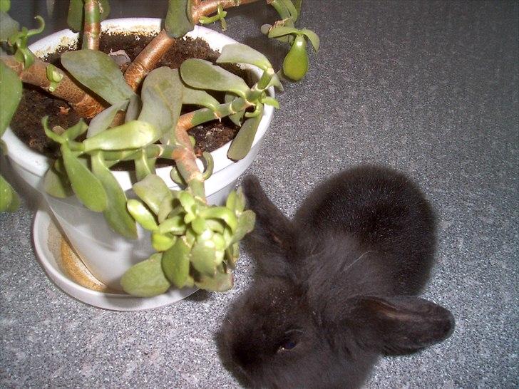 Kanin Fjumse - Min bedste ven †R.I.P.† - Lille Fjumse.♥ billede 11