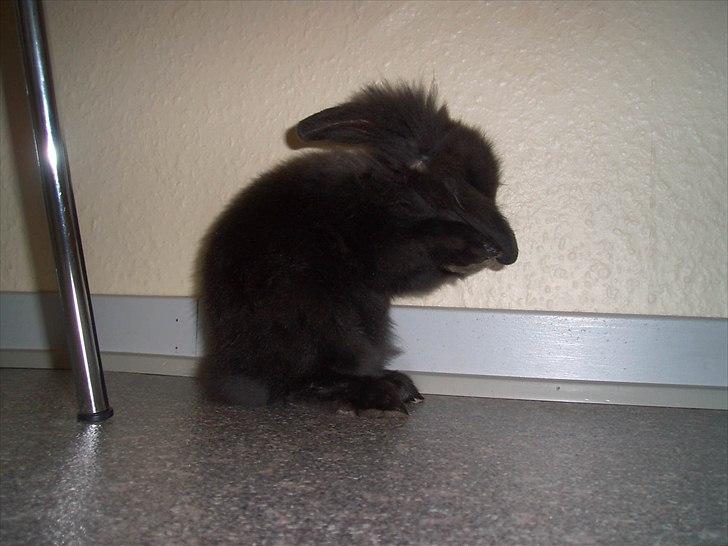 Kanin Fjumse - Min bedste ven †R.I.P.† - Kamerasky.♥ billede 12