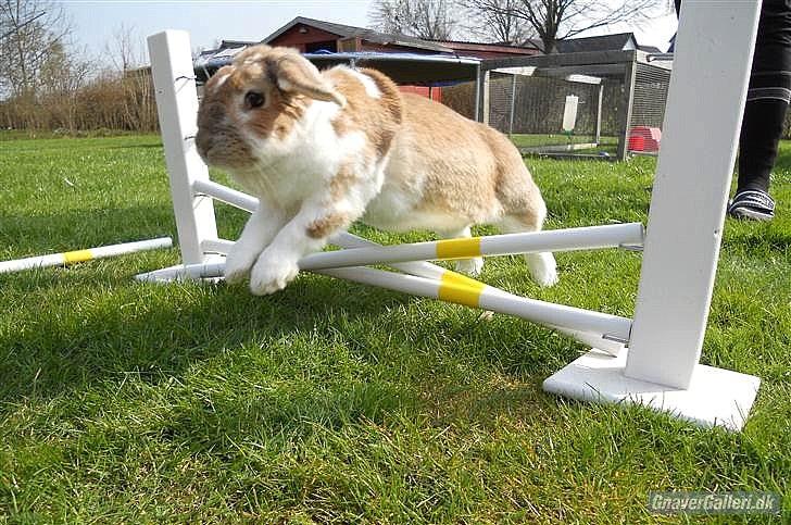 Kanin Pjuske<3 - Fordi du kan hvad du vil! <3 billede 12