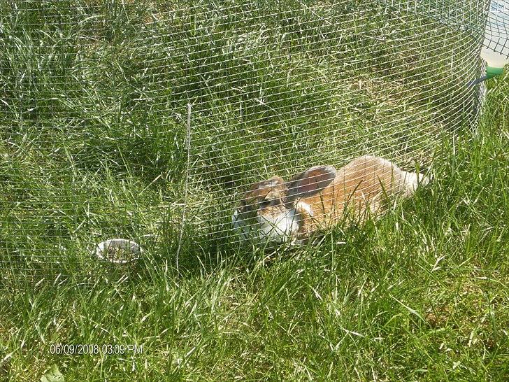 Kanin Pjuske<3 - Fordi du er dig! <3 billede 13