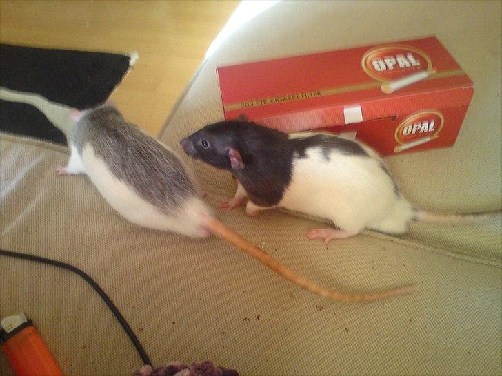 Tamrotte GR Saxofon billede 13