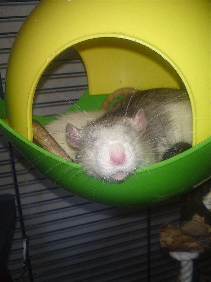 Tamrotte Benny billede 16