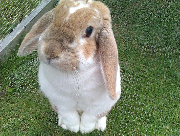 Kanin Pjuske<3 - Fordi jeg elsker dig! <3 billede 14