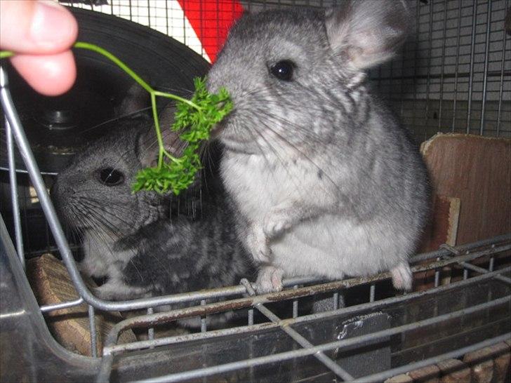 Chinchilla Wilma *aflivet d. 04-06-2012* - 27/6-11  billede 9