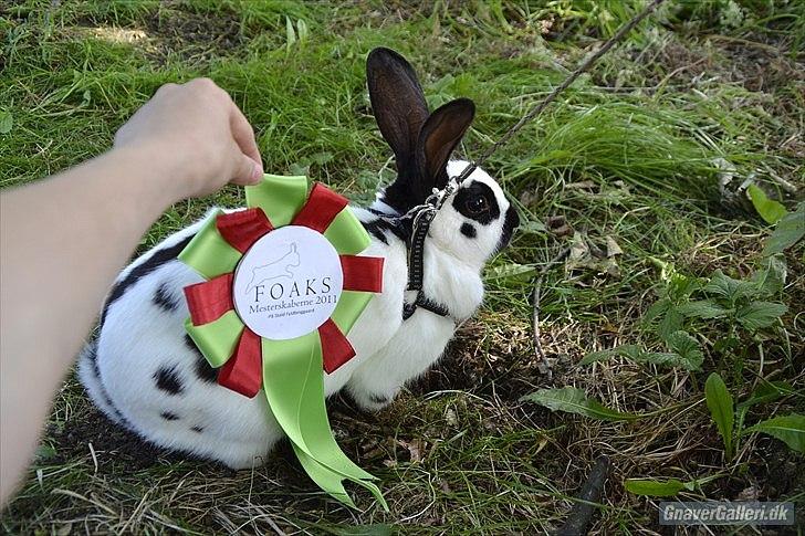 Kanin Team Winther`s Spidermann  <3 R.I.P. - FOAKS mester i kroget 2011 billede 13