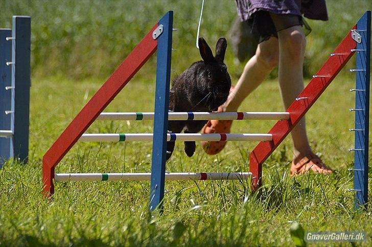 Kanin Fyldbinggaards Golden (= billede 1